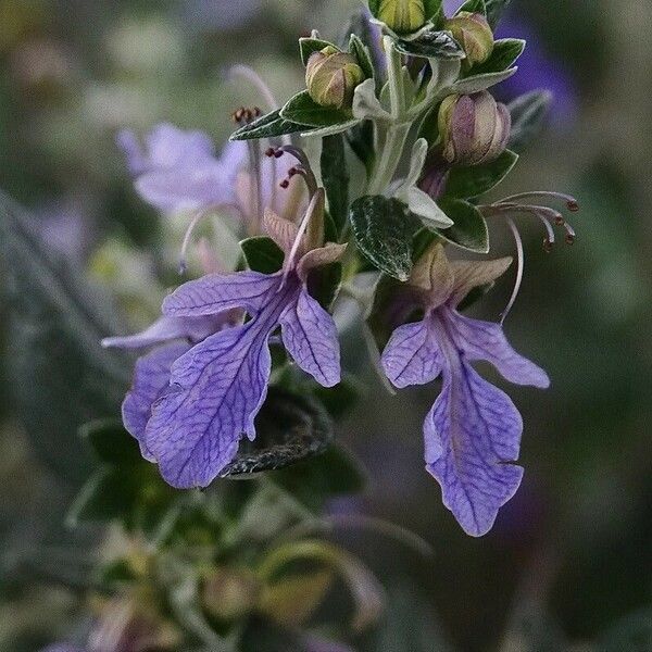 Teucrium fruticans Flor