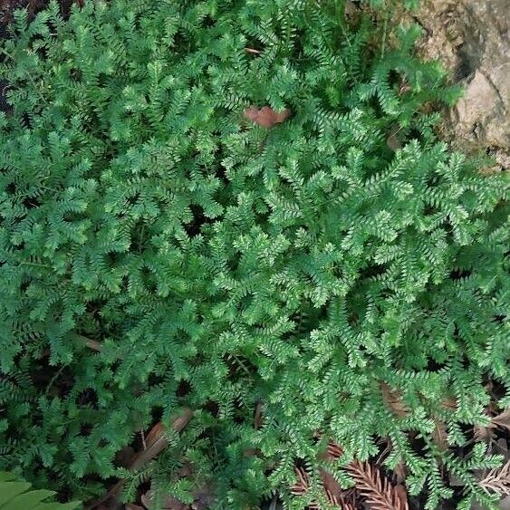 Selaginella kraussiana List