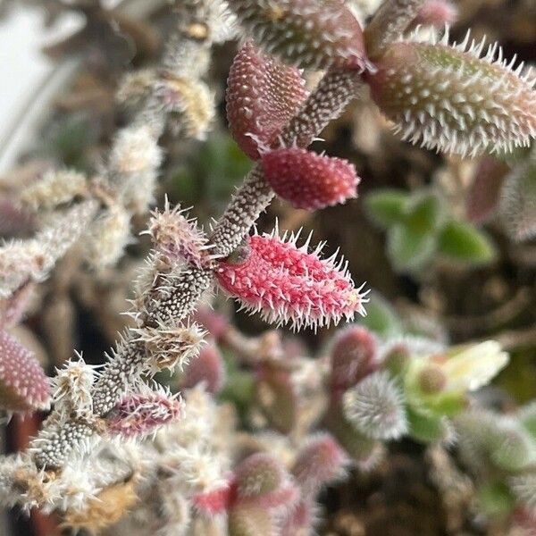 Delosperma echinatum 葉