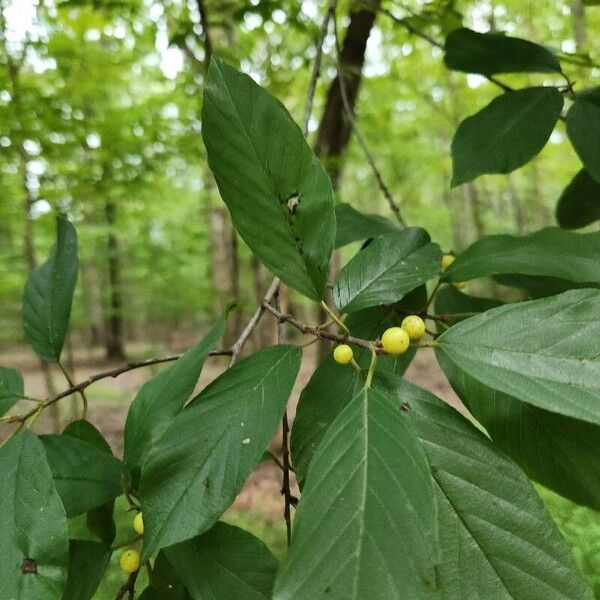 Frangula caroliniana Frucht