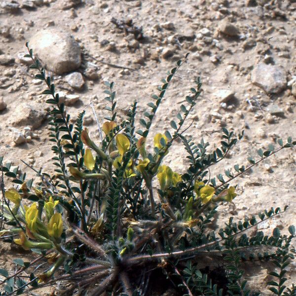 Astragalus caprinus Hábito