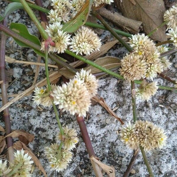 Alternanthera sessilis Fleur