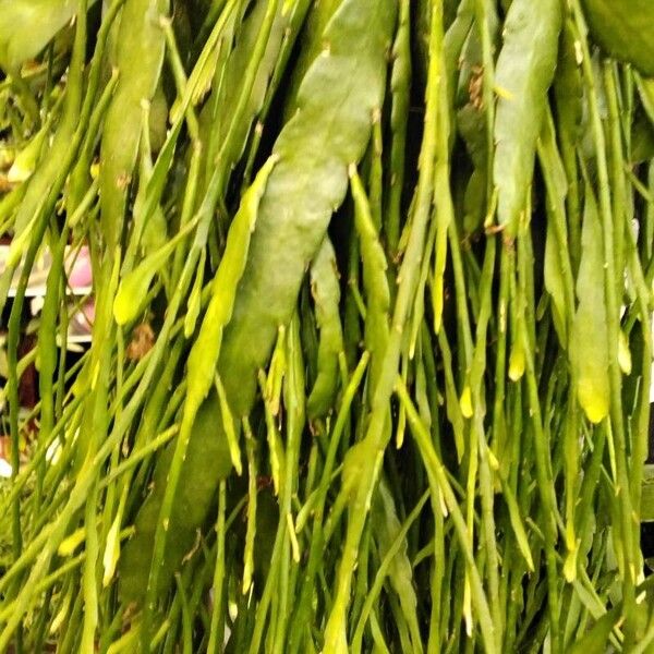 Rhipsalis micrantha Folha