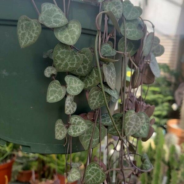 Ceropegia woodii Fuelha