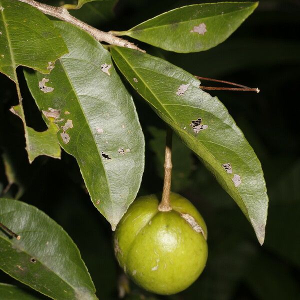 Amanoa guianensis Fruit