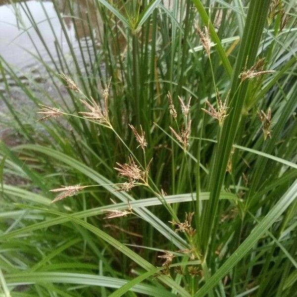 Cyperus longus Flower