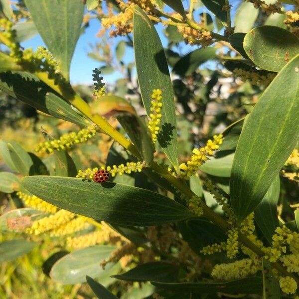 Acacia longifolia Virág