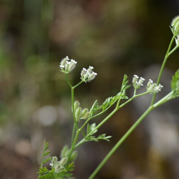 Torilis leptophylla Plod