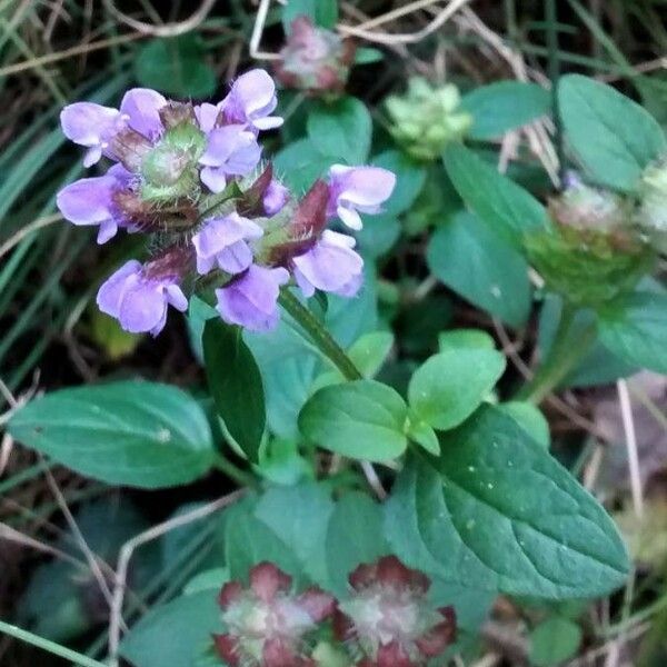 Prunella vulgaris Õis