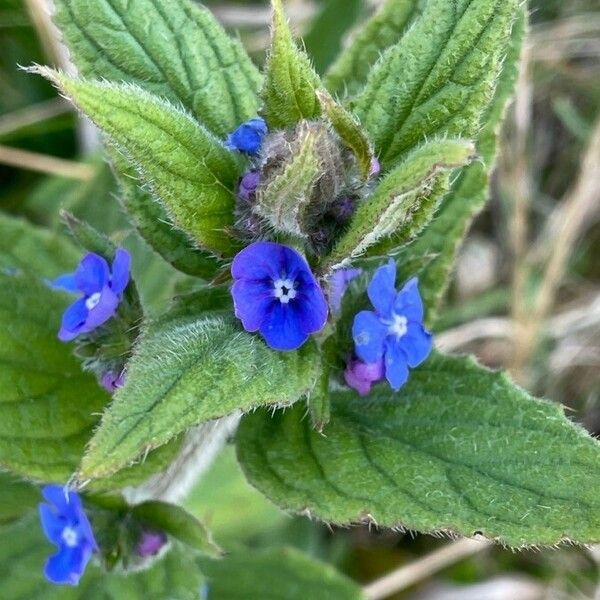 Pentaglottis sempervirens Flower