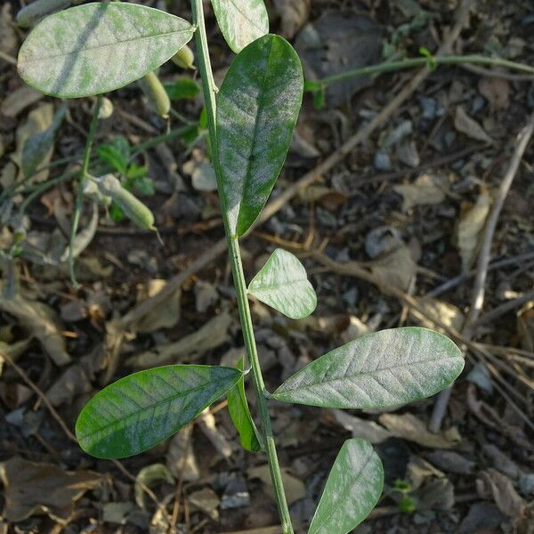 Crotalaria retusa 整株植物