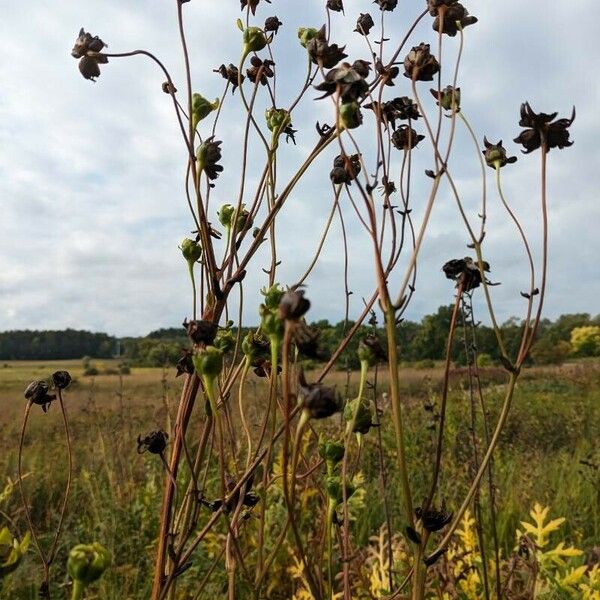 Silphium terebinthinaceum Žiedas