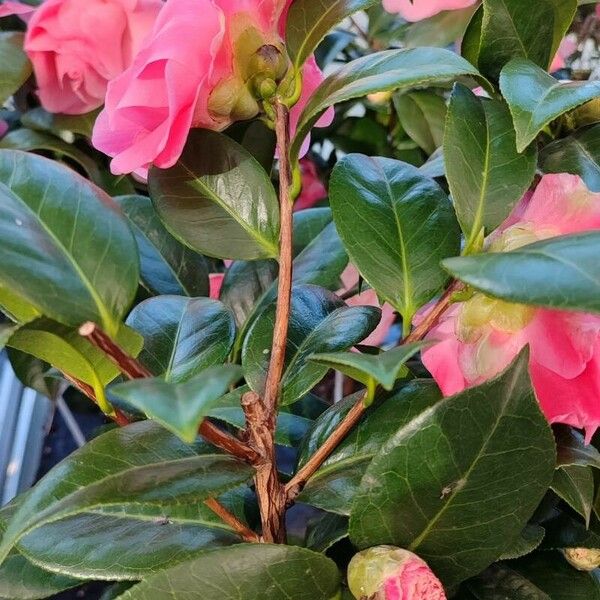 Camellia japonica موطن