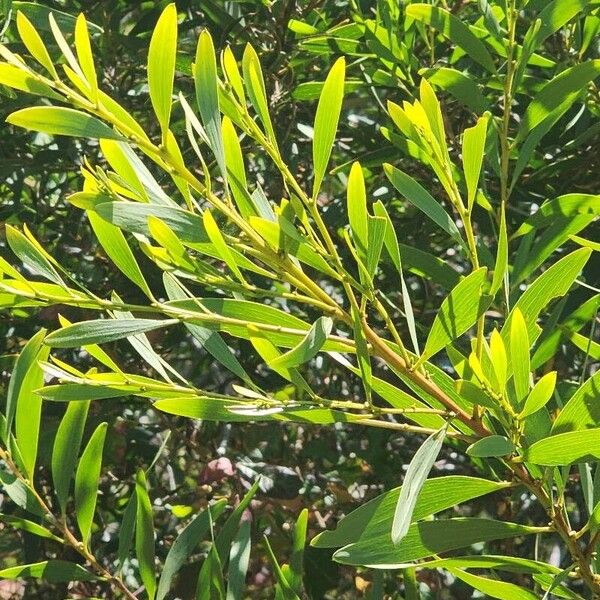 Acacia longifolia Leaf