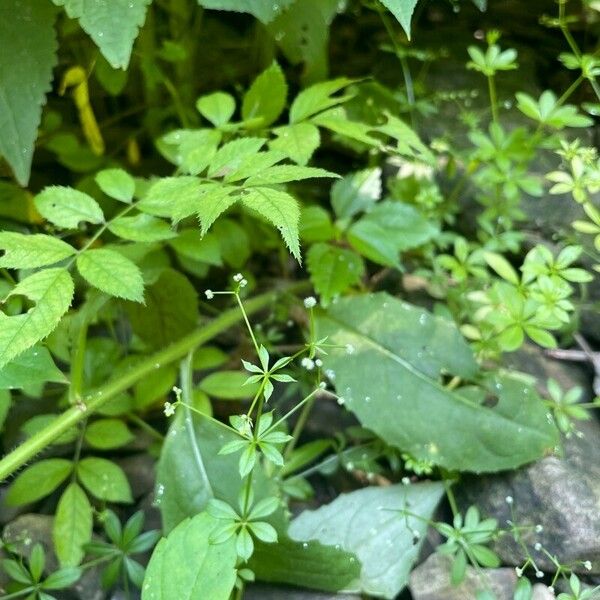 Galium triflorum Kukka