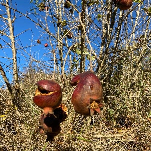 Punica granatum Owoc