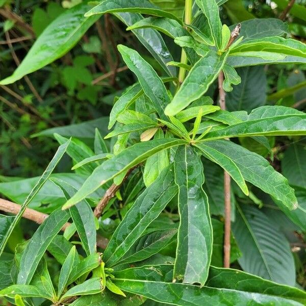 Clerodendrum indicum 叶