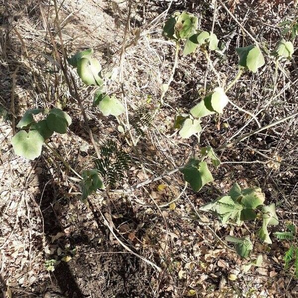 Abutilon hirtum Habit