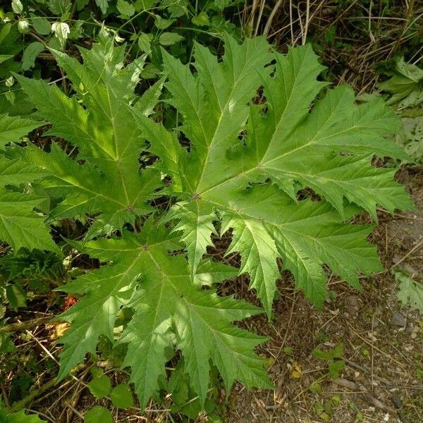 Heracleum mantegazzianum 葉