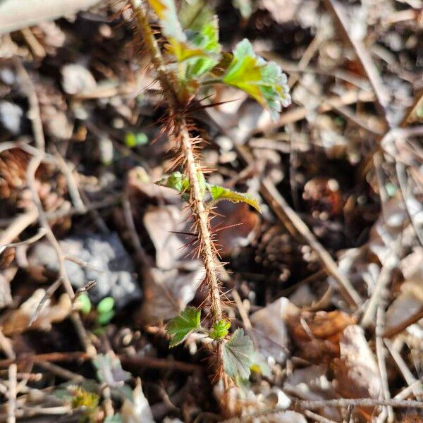 Ribes oxyacanthoides Écorce