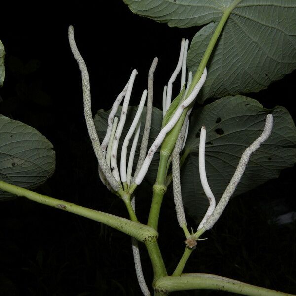 Piper umbellatum Tervik taim