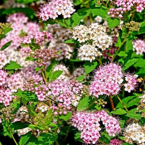 Spiraea japonica 花