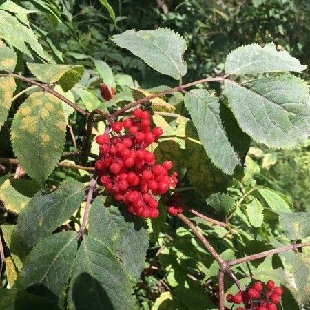 Sambucus racemosa Plod