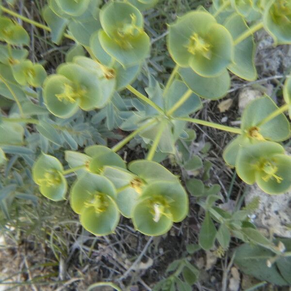 Euphorbia glareosa 花