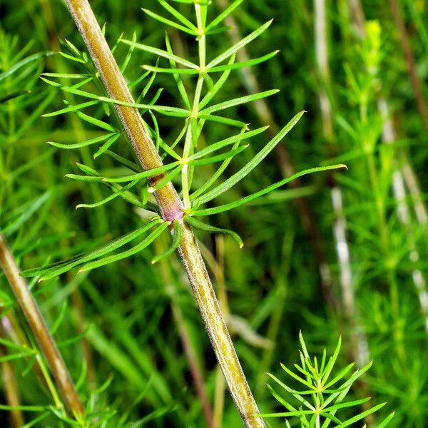 Galium verum Folla