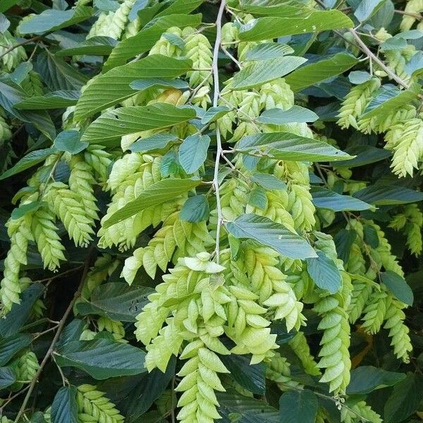 Flemingia strobilifera Ffrwyth