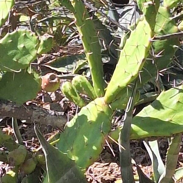 Opuntia stricta Blad