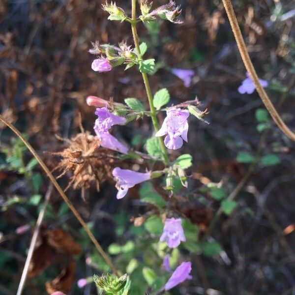 Lavandula angustifolia Цветок