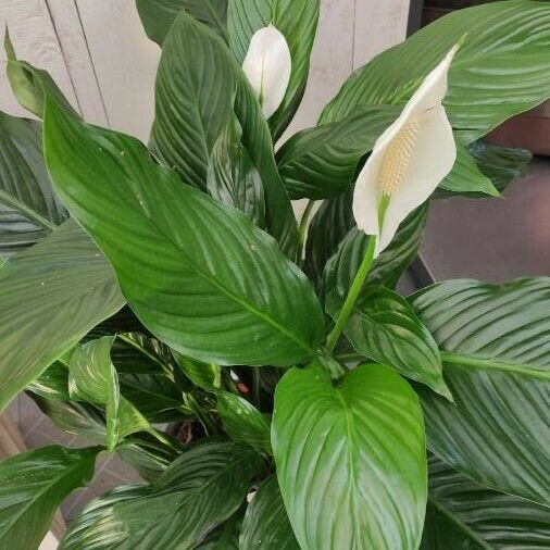 Spathiphyllum wallisii Staniste