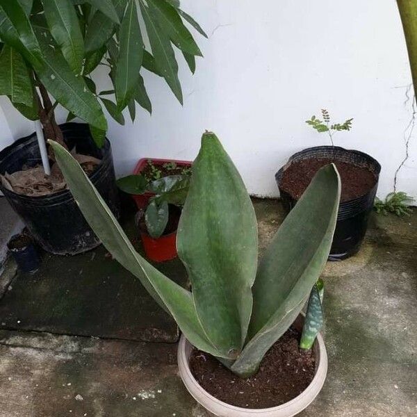 Sansevieria masoniana Levél