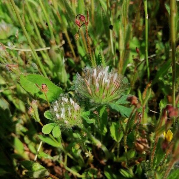 Trifolium cherleri 花