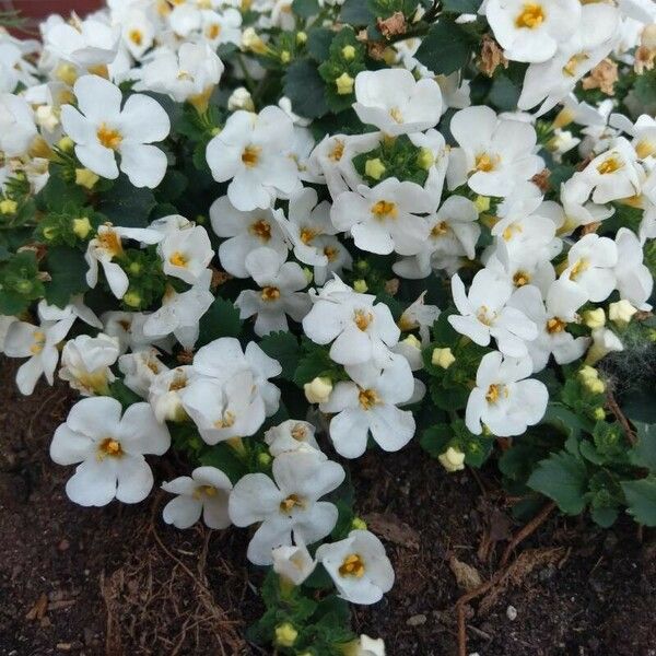 Jamesbrittenia grandiflora Blüte