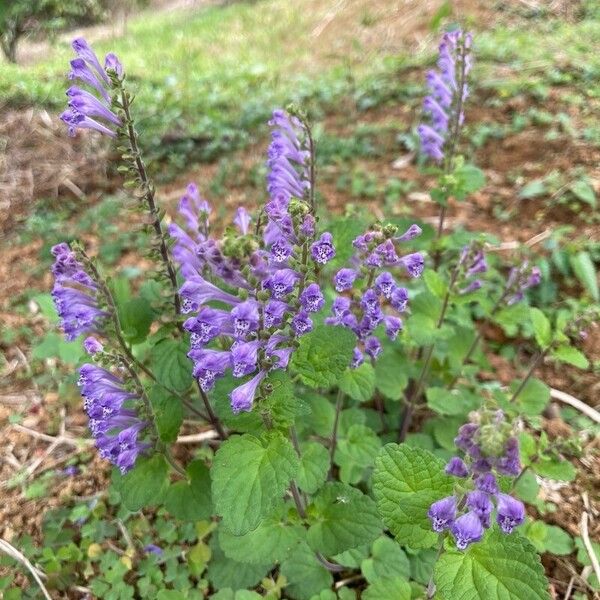 Scutellaria indica Кветка