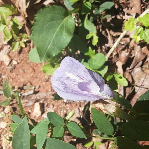 Clitoria mariana Çiçek