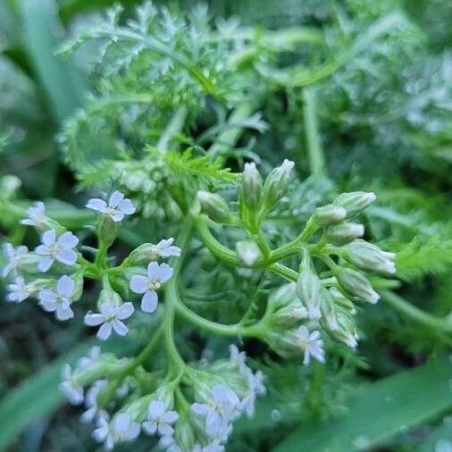 Anthriscus sylvestris Flors