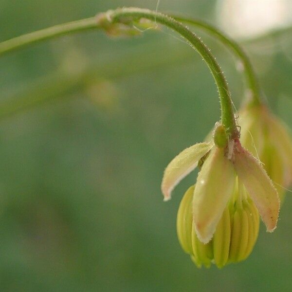 Thalictrum minus Flower