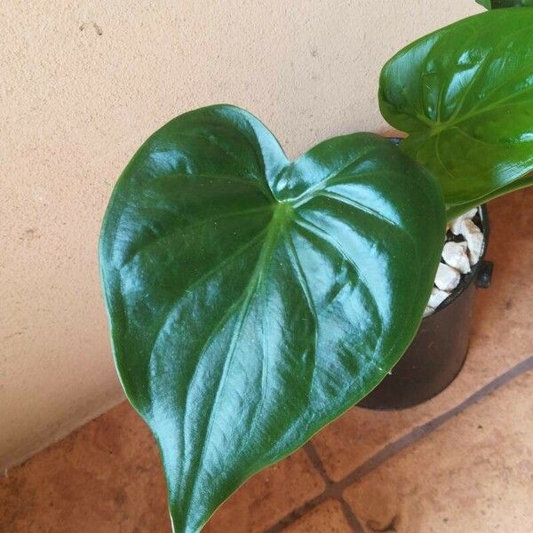 Alocasia cucullata Leaf