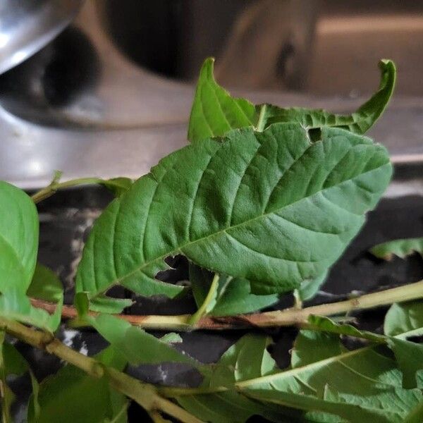 Psidium guajava Leaf