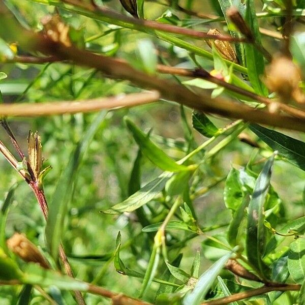 Ludwigia alternifolia Кора