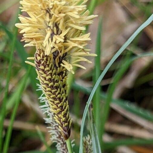 Carex acutiformis Flower