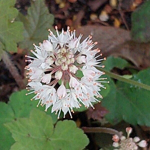 Tiarella cordifolia Fiore