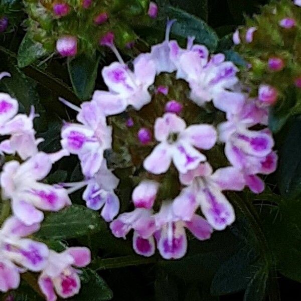 Thymus longicaulis 花