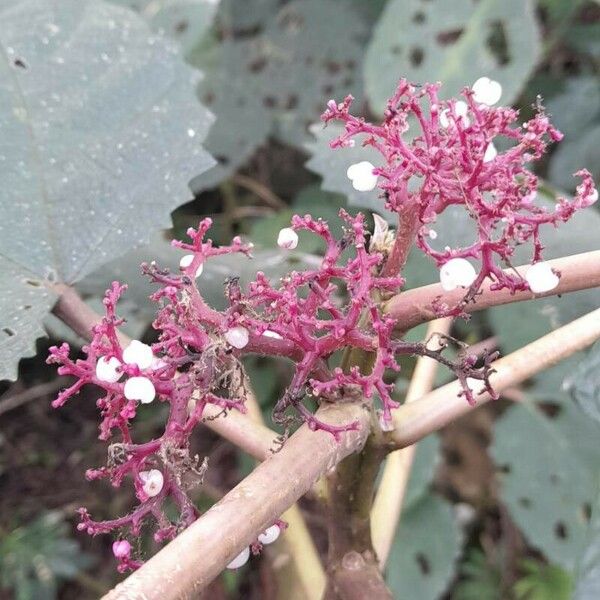 Urera baccifera Fruit