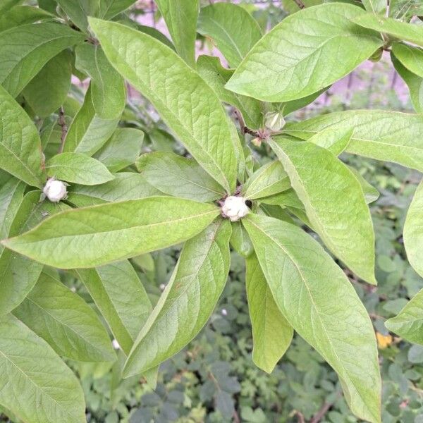 Crataegus germanica Yaprak