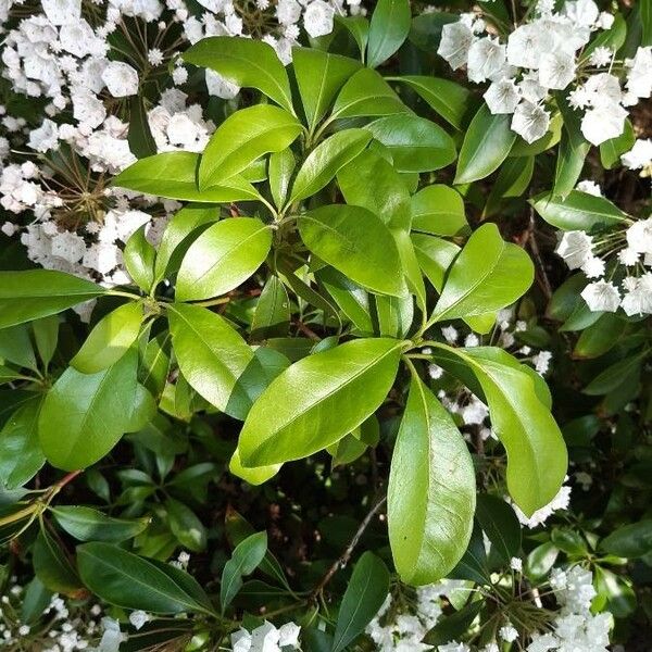 Kalmia latifolia Leaf