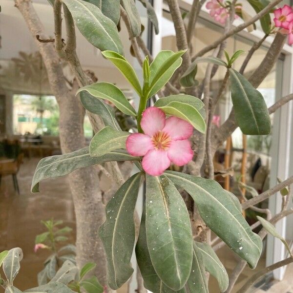 Adenium obesum Flower